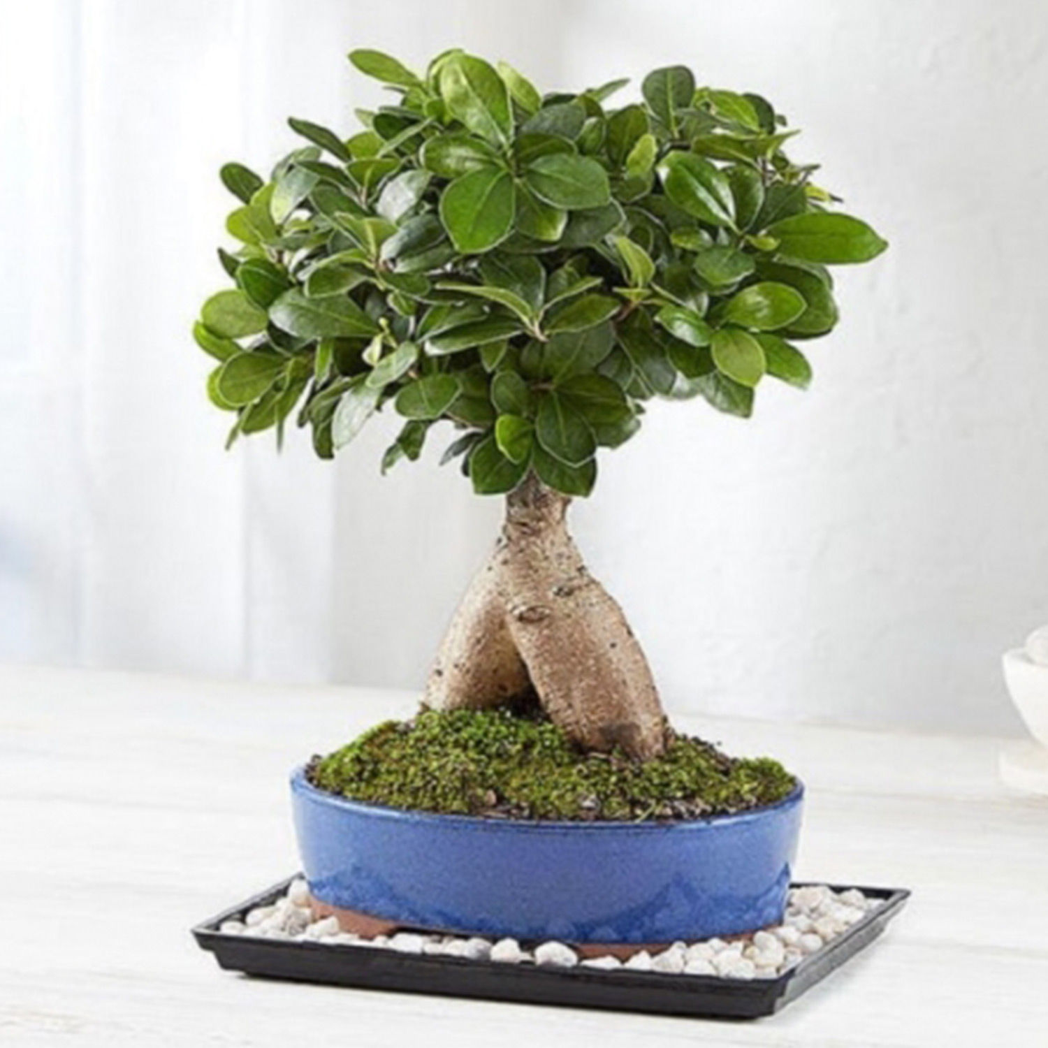 Online Ginseng Grafted Ficus Gift Delivery in Usa FNP