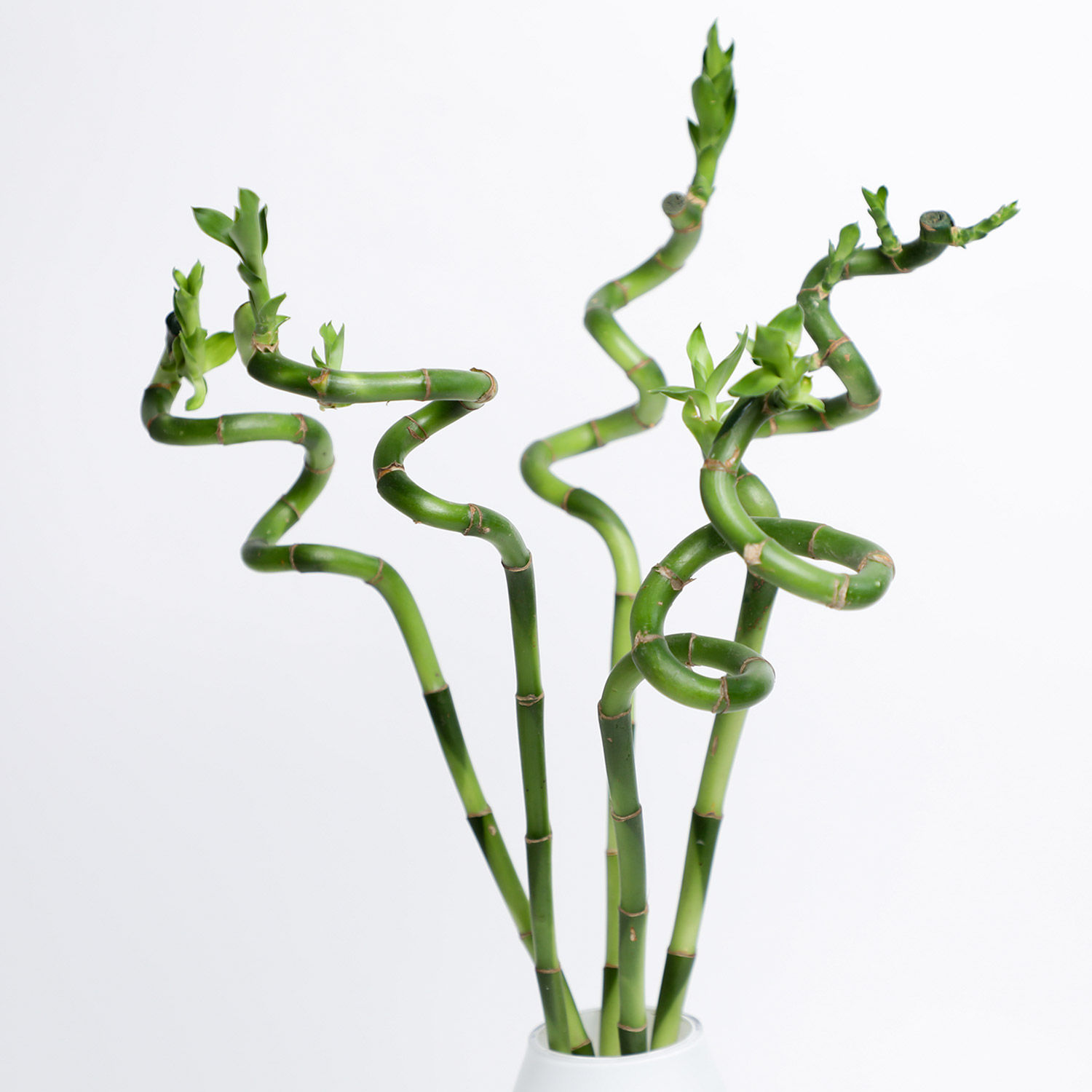 Online Spiral Lucky Bamboo Stalks In White Vase Gift Delivery in UAE FNP