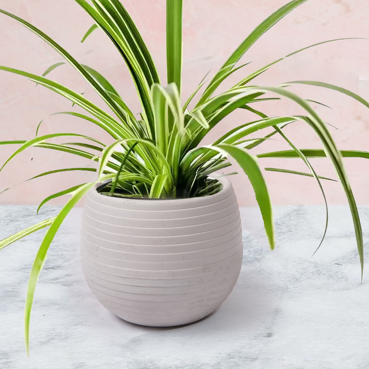 Close Up View Of Indoor Chlorophytum Plant Planted In A Ceramic Pot Concept Botany Growing Home Interior 350379242