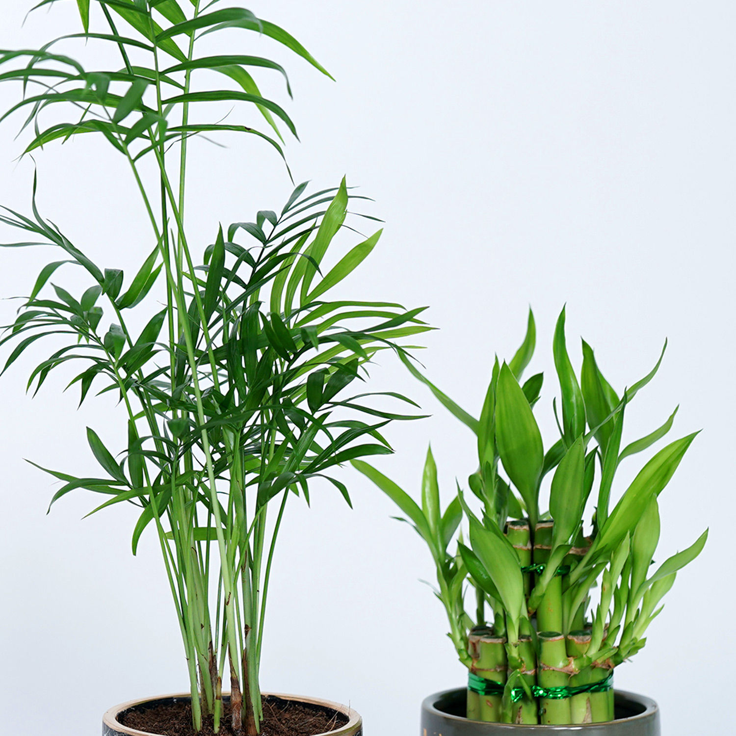 Online Chamaedorea Lucky bamboo Plant Gift Delivery in UAE FNP