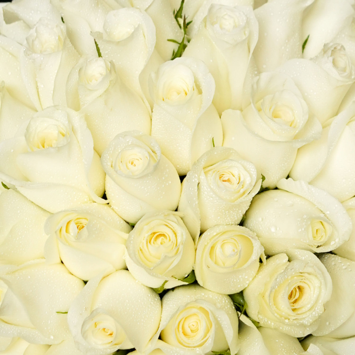 Online 100 White Roses Beauty Bouquet Gift Delivery in UAE FNP