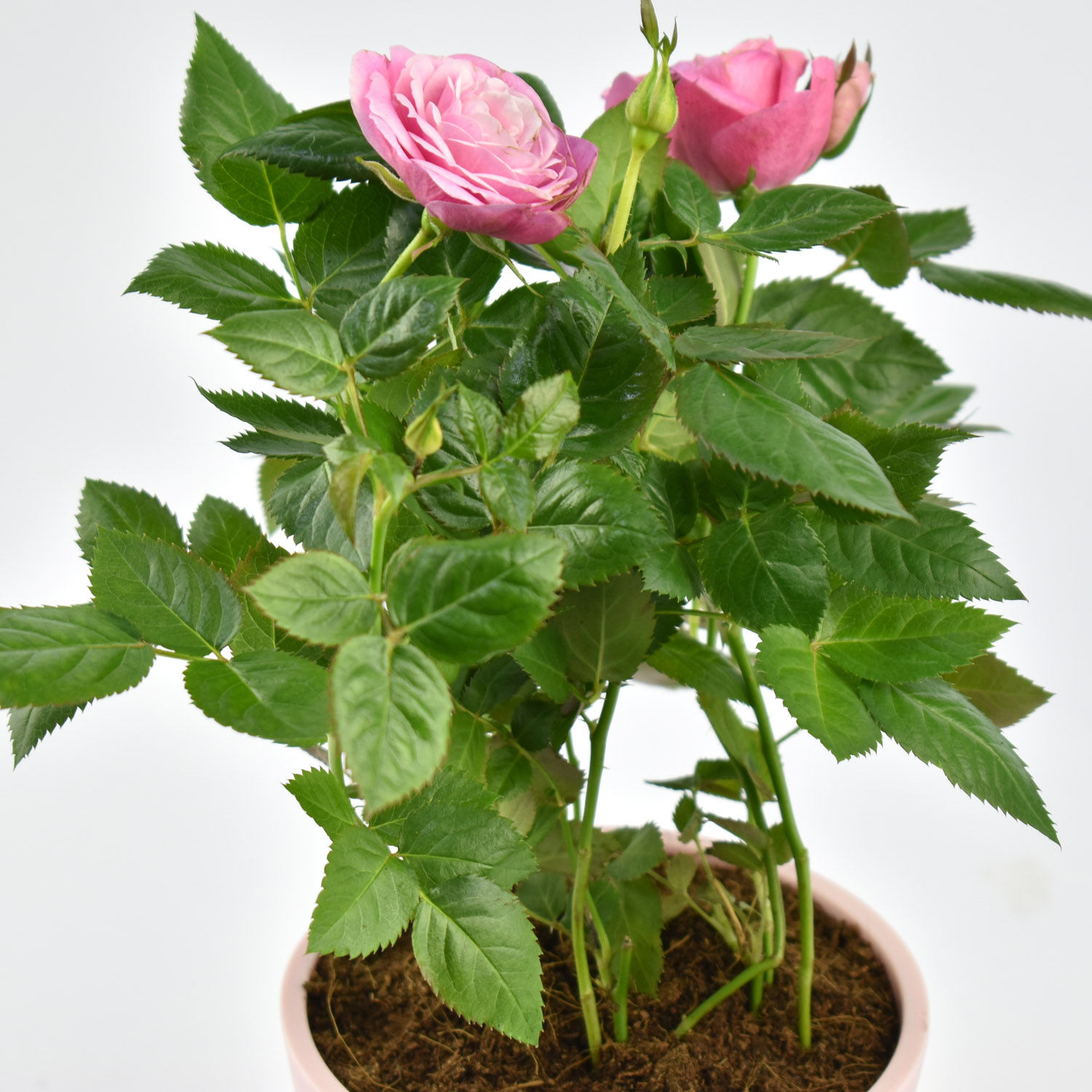 Online Mothers Love Rose Plant Gift Delivery in UAE FNP