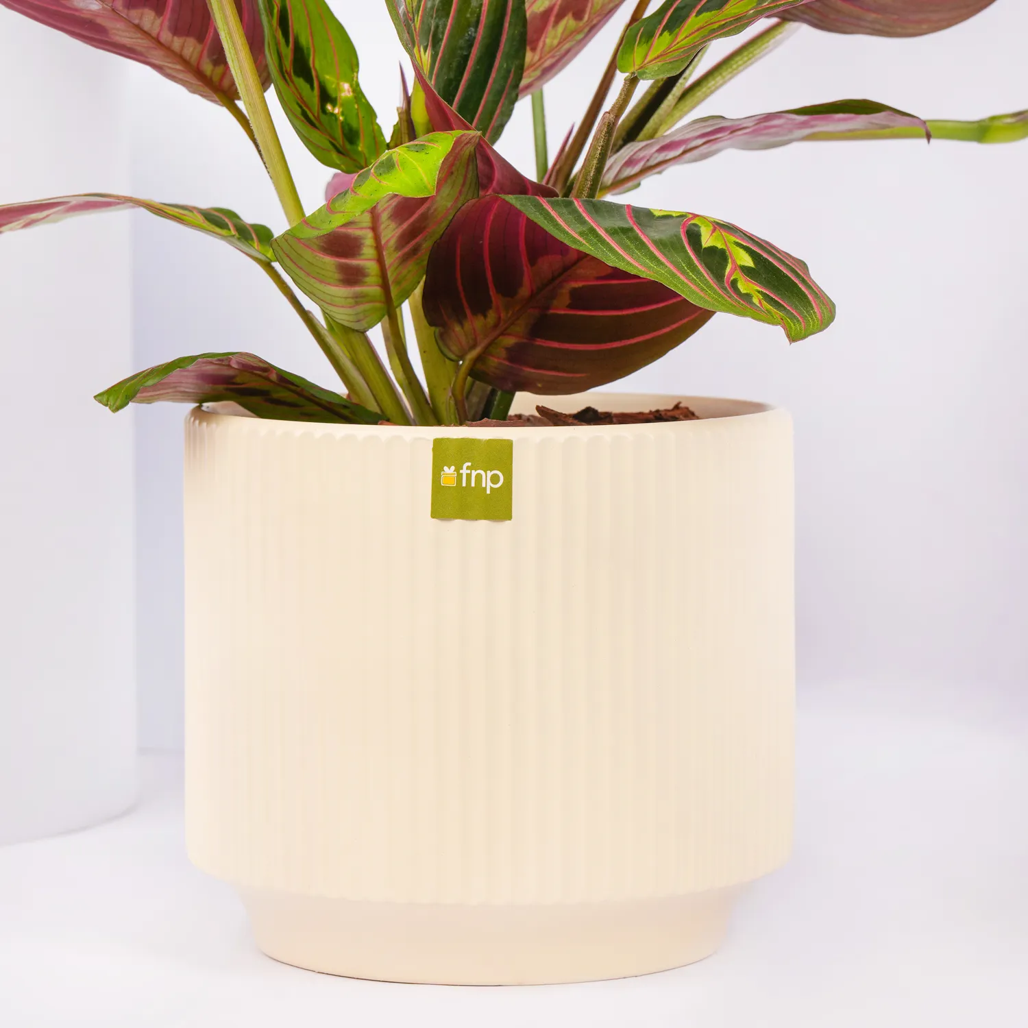 Online Maranta Potted Plant Gift Delivery in UAE FNP