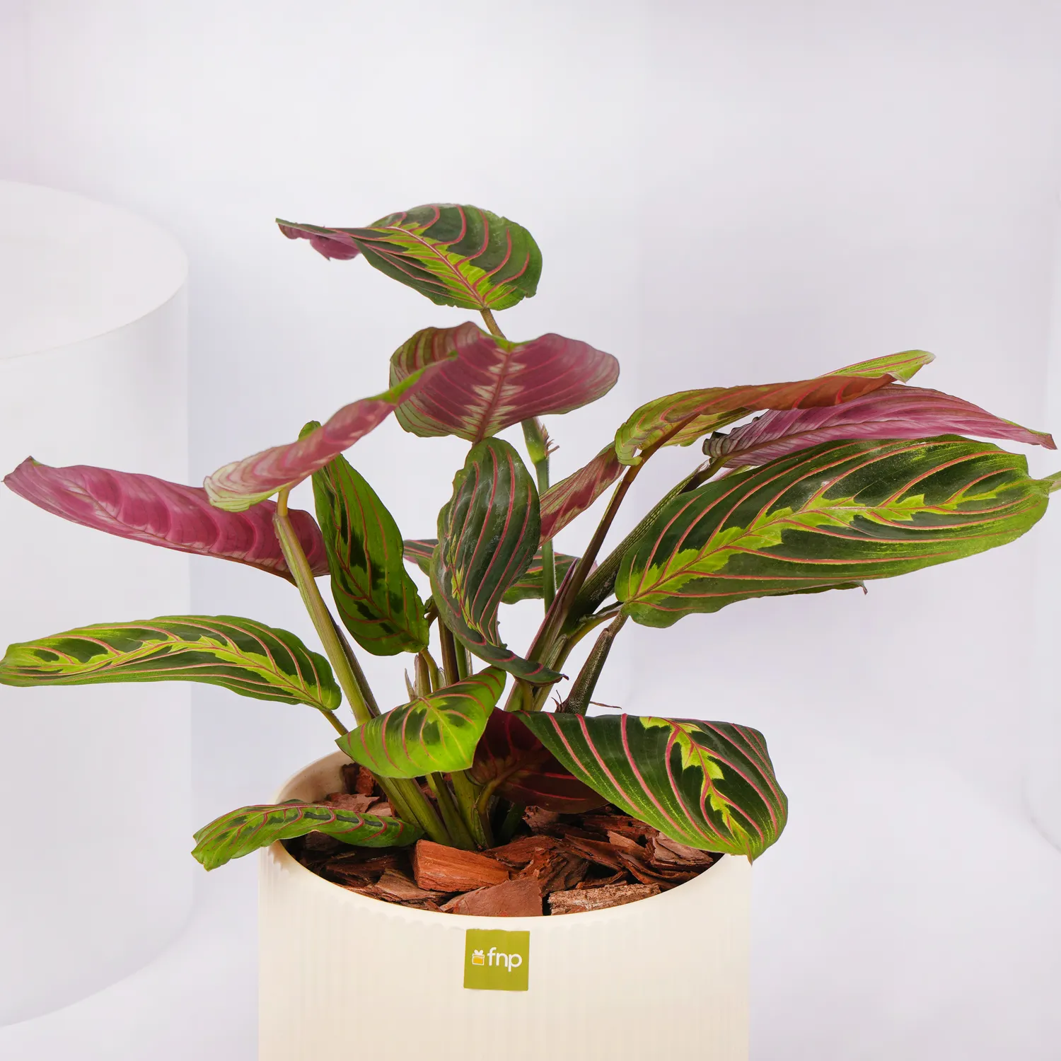 Online Maranta Potted Plant Gift Delivery in UAE FNP