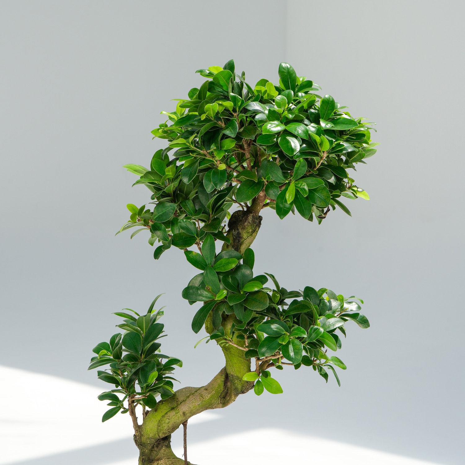 Online S Shaped Holland Indoor Bonsai Gift Delivery in UAE FNP