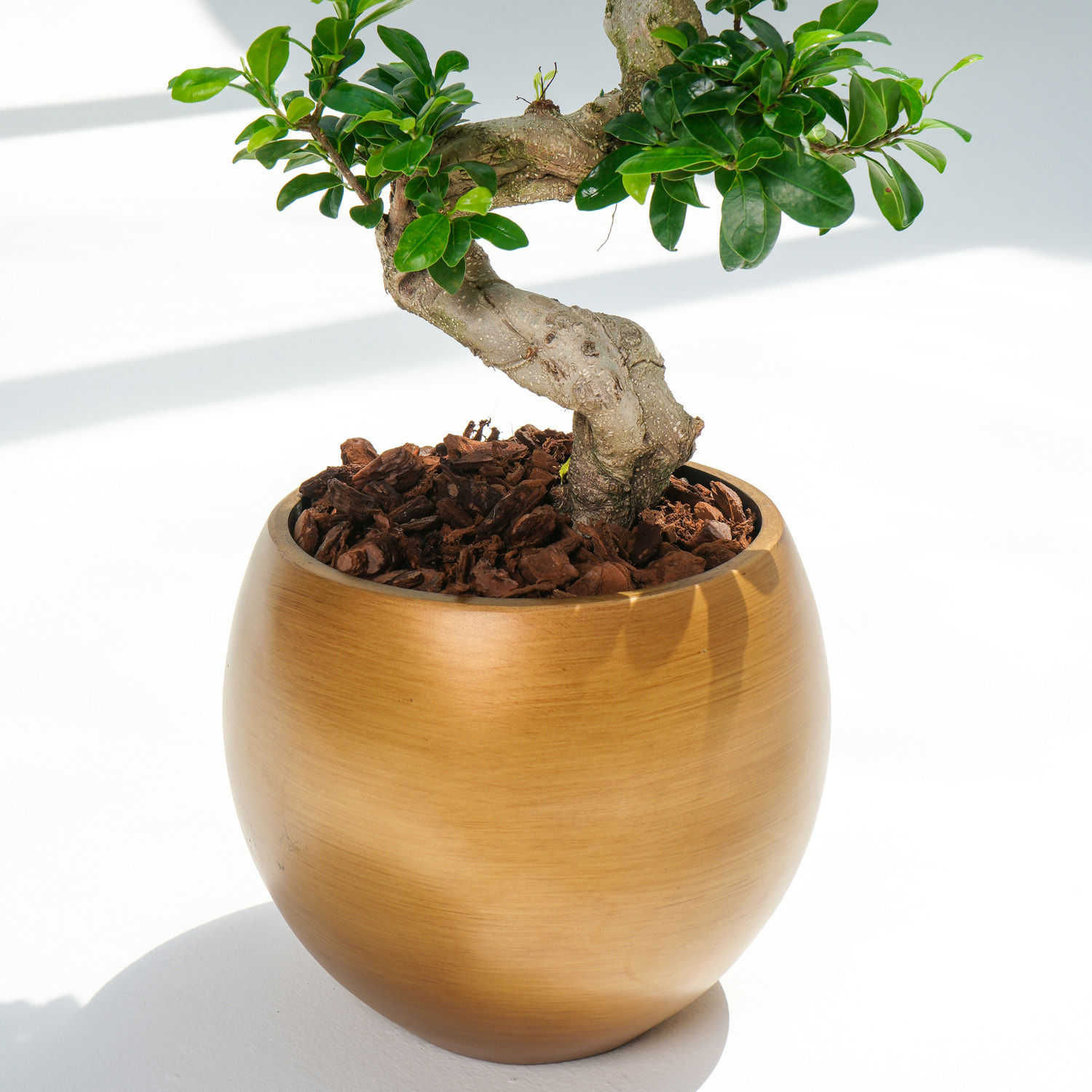 Online S Shaped Holland Indoor Bonsai in Gold Planter Gift Delivery in UAE FNP