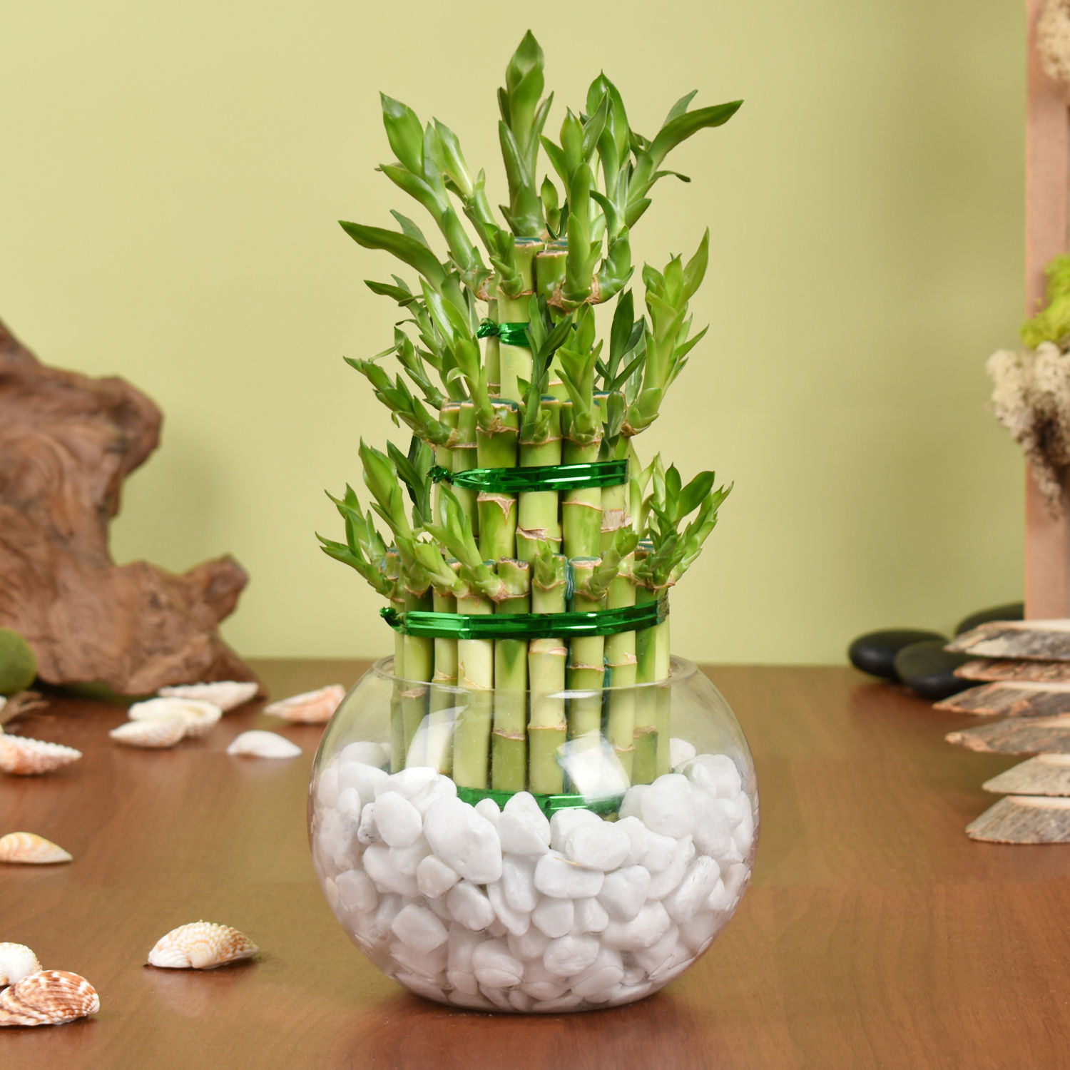 Online 3 Layer Lucky Bamboo Plant Gift Delivery in UAE FNP