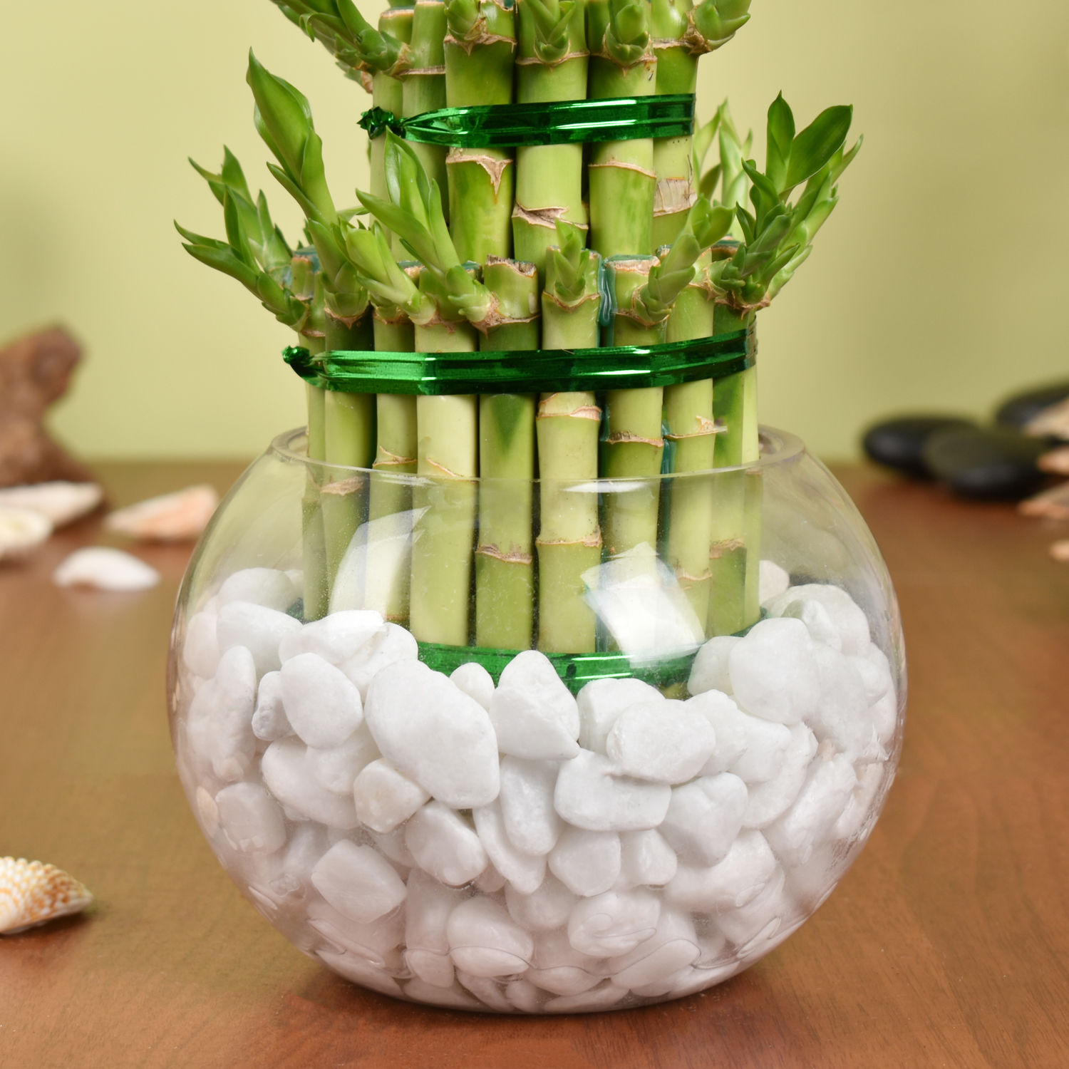 Online 3 Layer Lucky Bamboo Plant Gift Delivery in UAE FNP