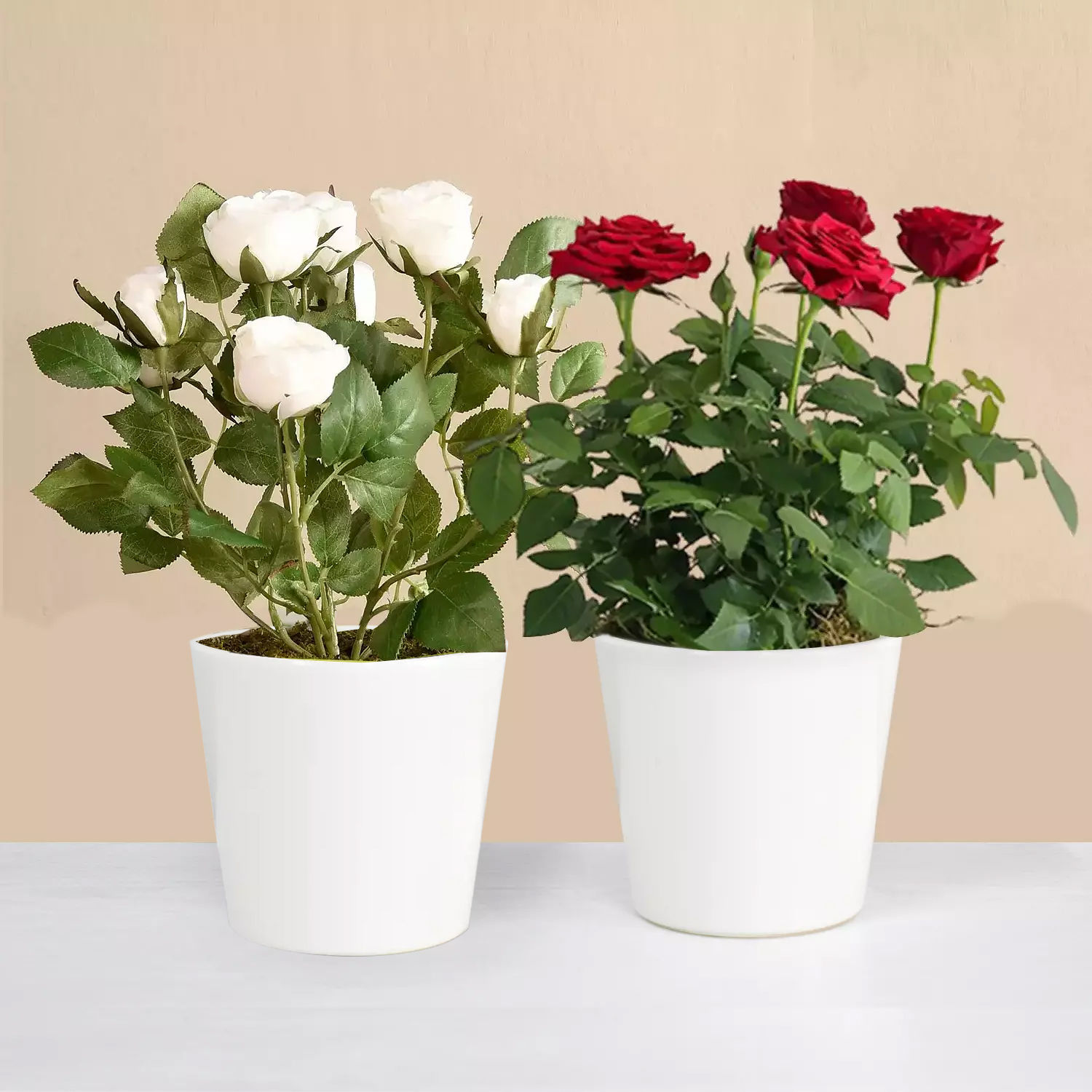 Online Red and White Rose Plant Gift Delivery in UAE FNP