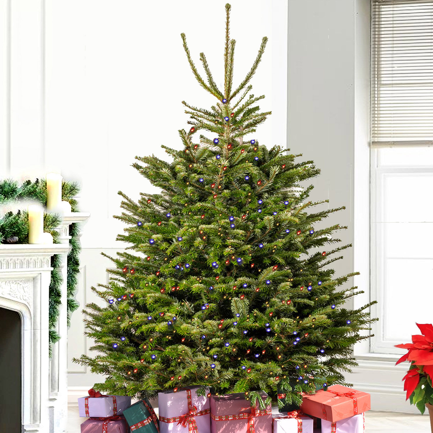Online 7 to 8 Feet Fresh Xmas Tree with LED Gift Delivery in UAE FNP