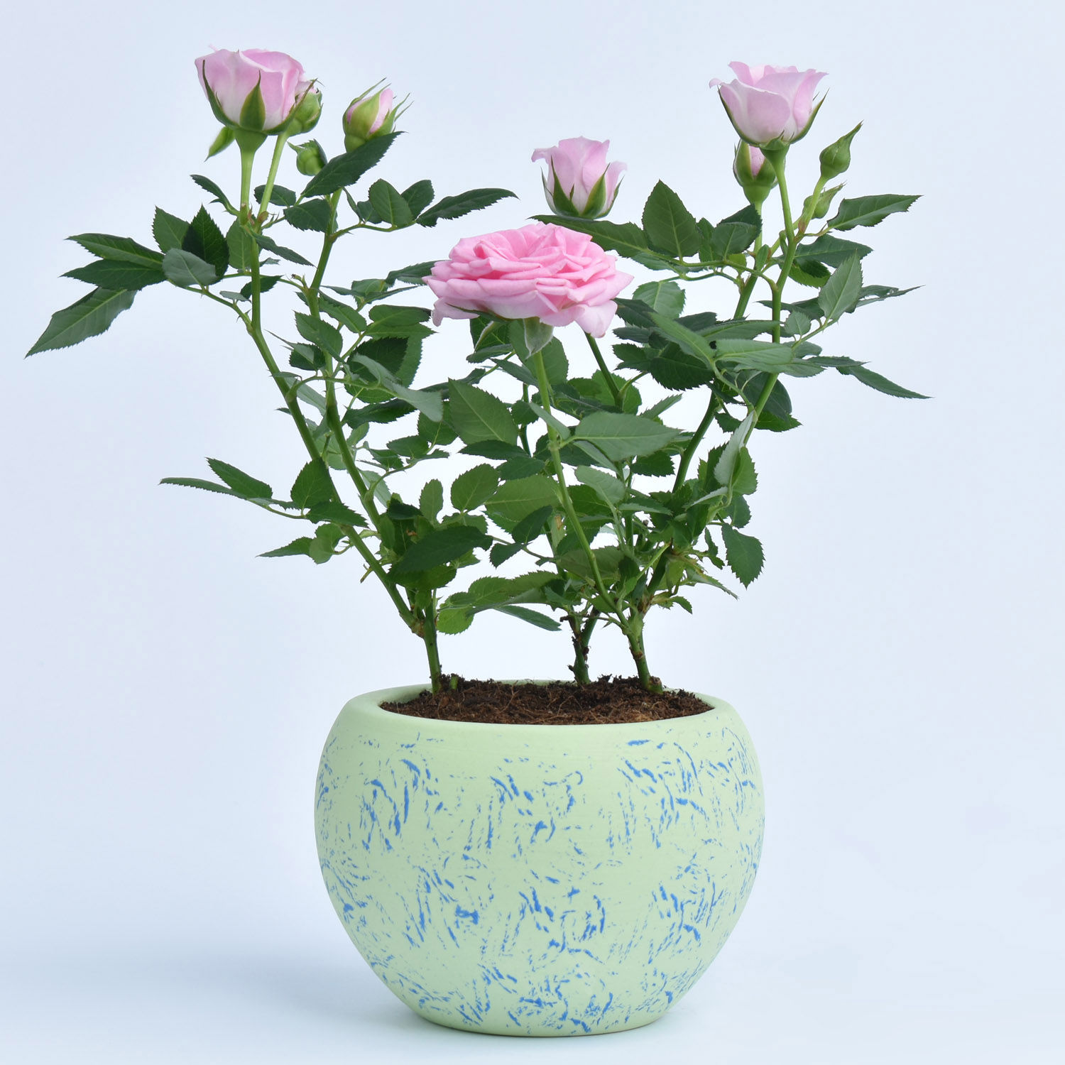 Online Pink Rose Plant in a Pot Gift Delivery in UAE FNP