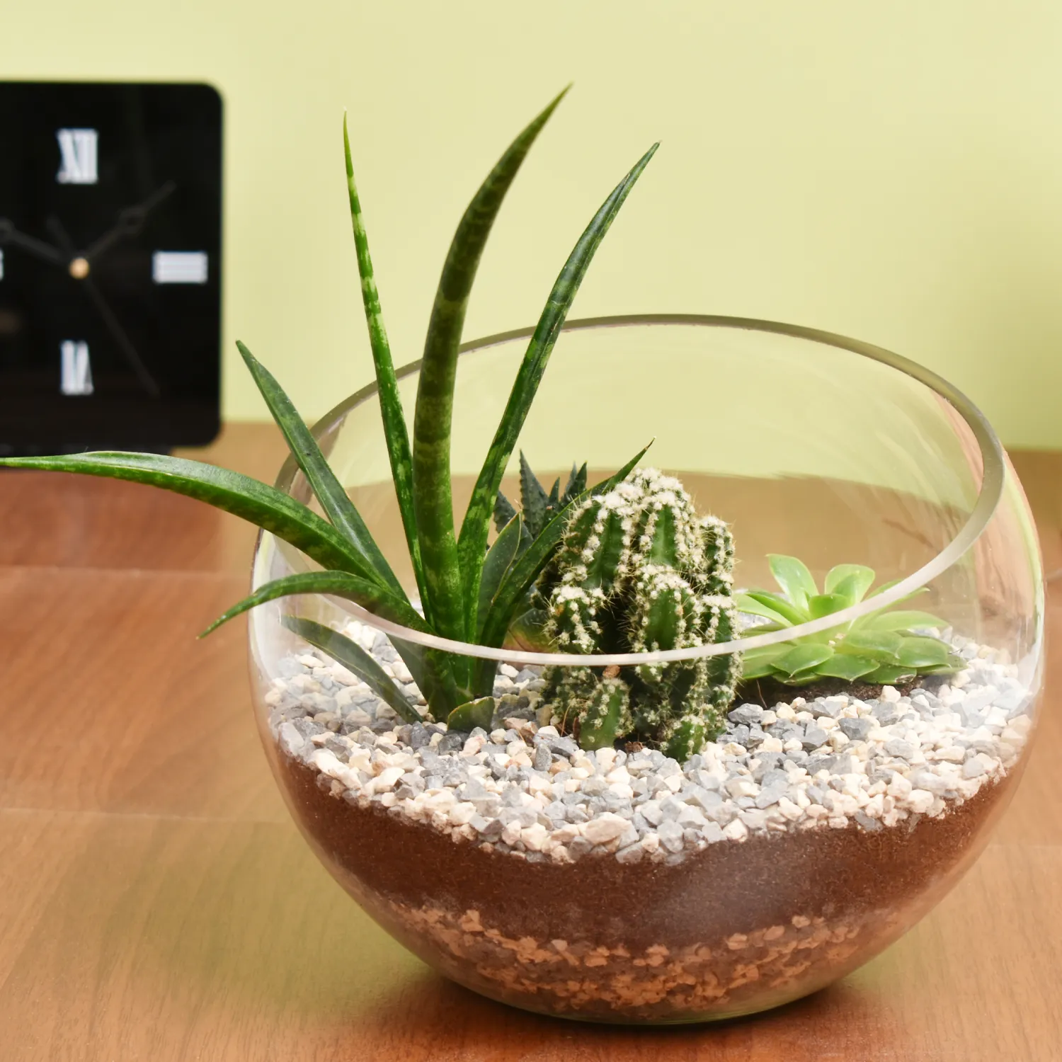 Online Succulents And Cactus Terrarium Gift Delivery in UAE FNP