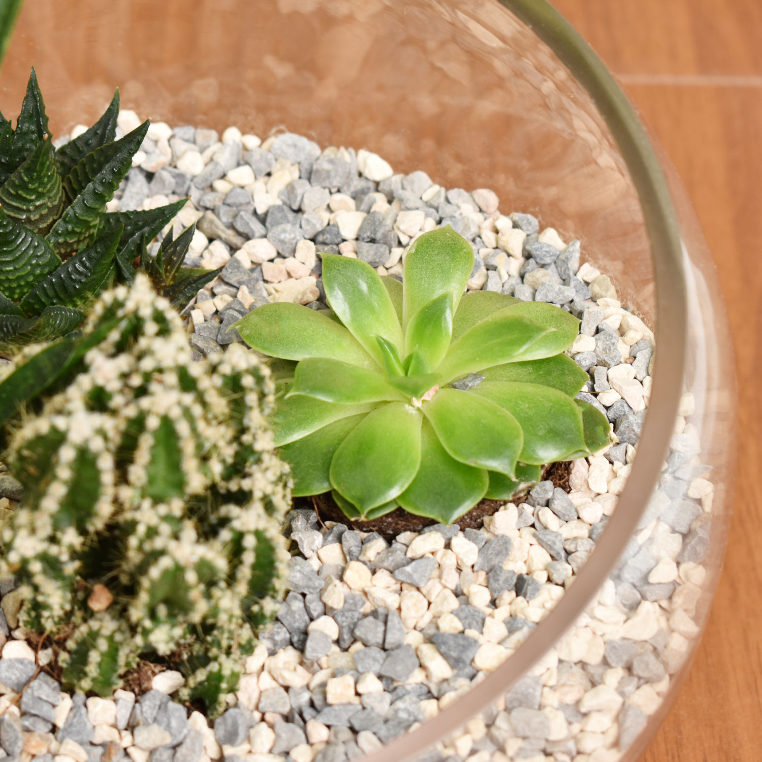 Online Succulents And Cactus Terrarium Gift Delivery in UAE FNP