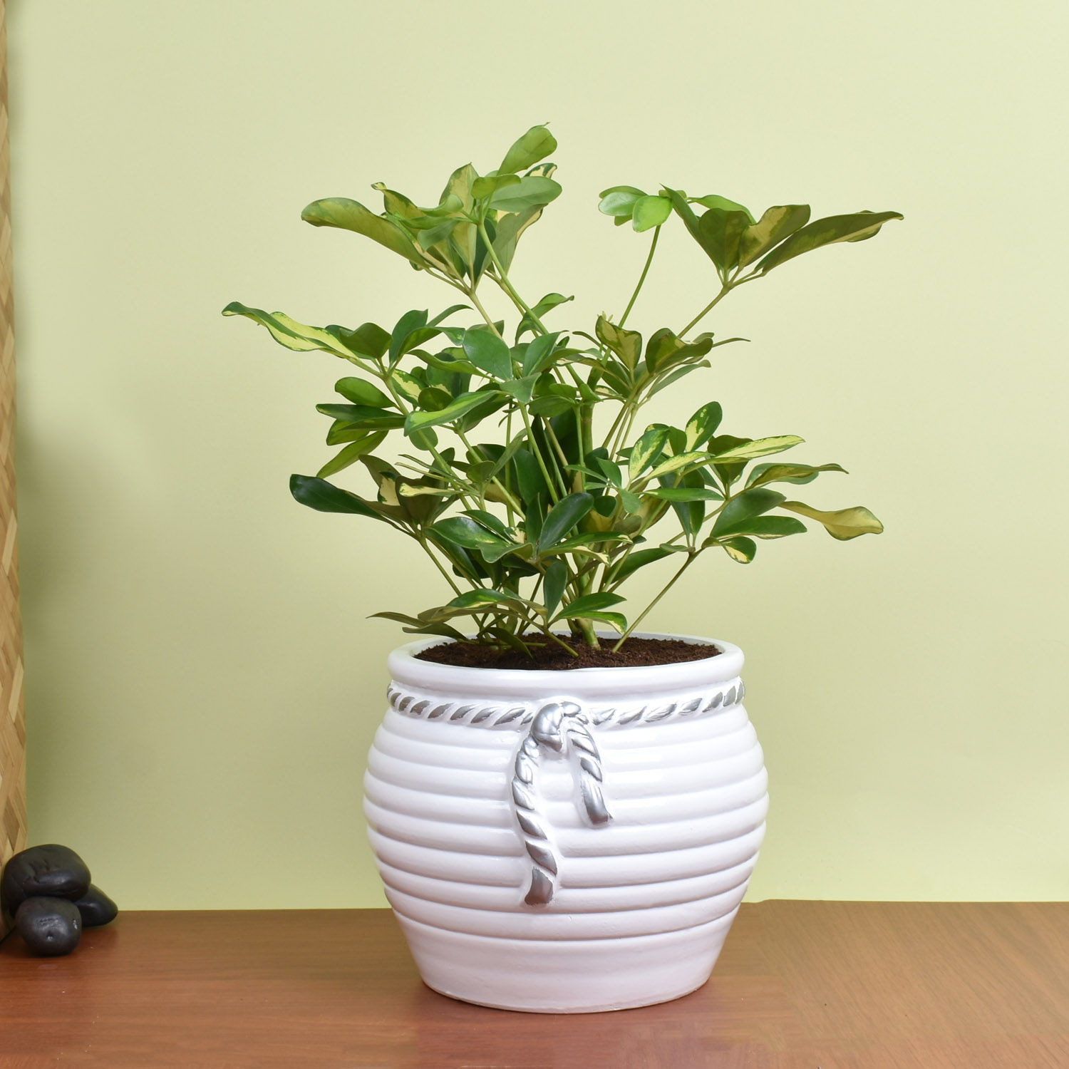 Online Philodendron Bipinn Little Hope Plant Gift Delivery in UAE FNP