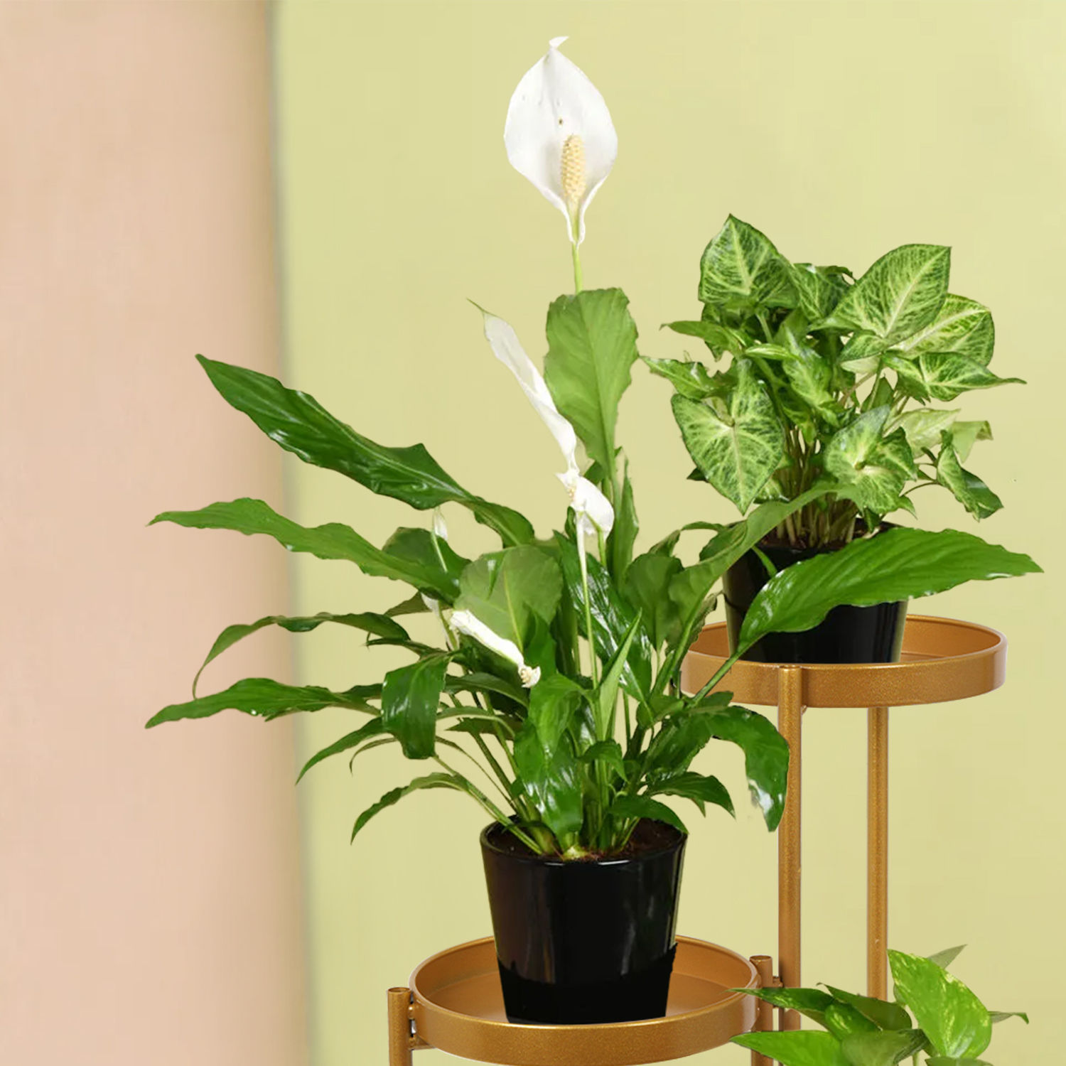 Online Plant Stand of Air Purifying Plants Gift Delivery in UAE FNP