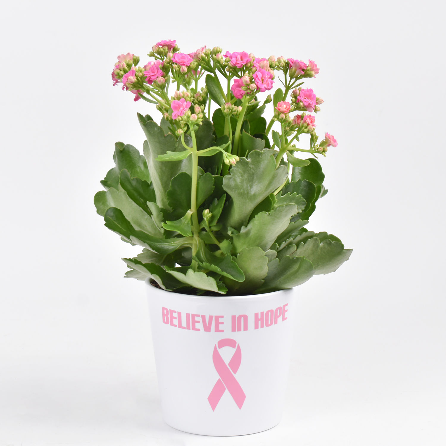 Online Believe In Hope Plant Gift Delivery in UAE FNP