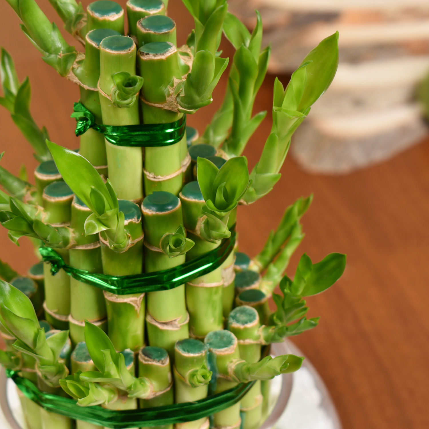 Online 3 Layer Lucky Bamboo Plant Gift Delivery in UAE FNP