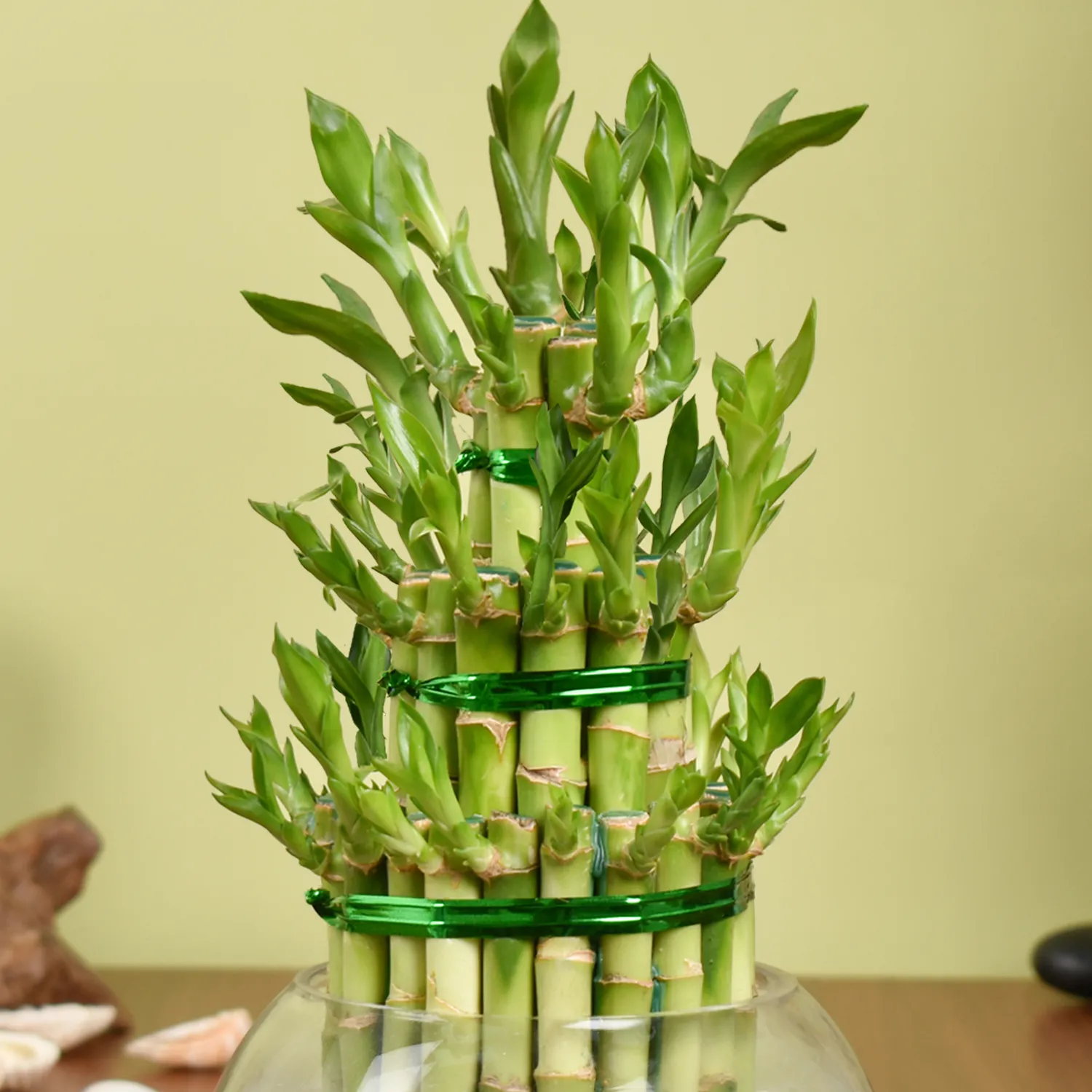 Online 3 Layer Lucky Bamboo Plant Gift Delivery in UAE FNP