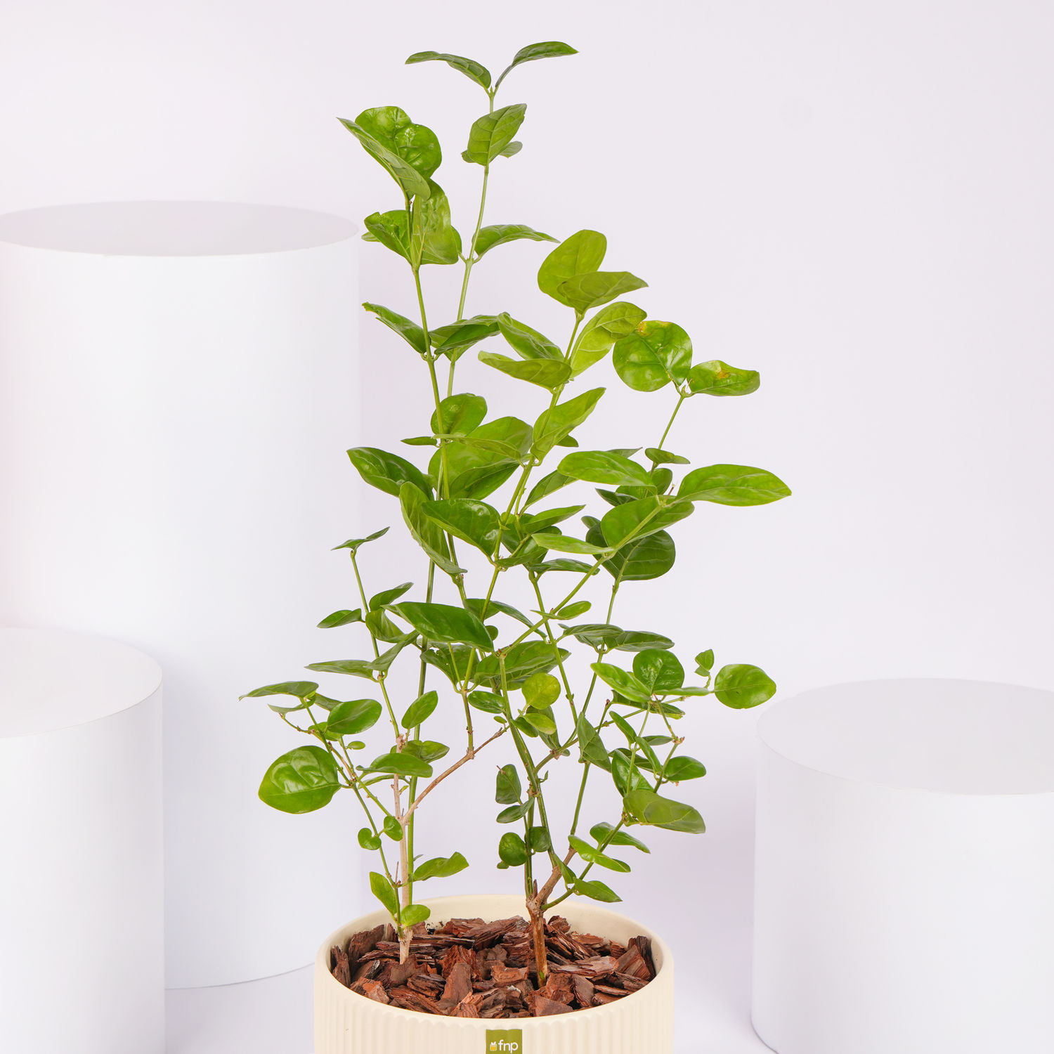 Online Jasmine Flowering Plant Gift Delivery in UAE FNP
