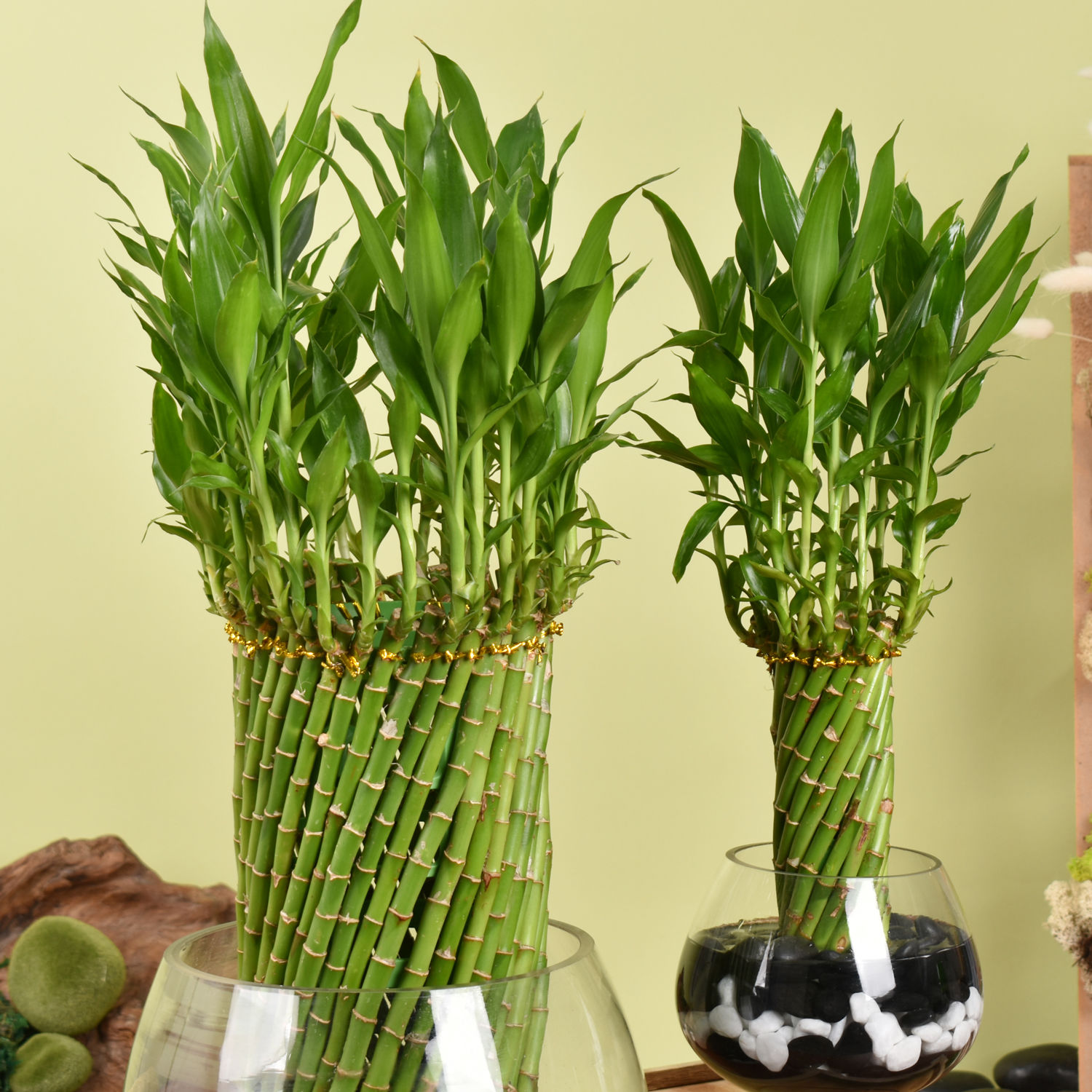 Online Duo of Lucky Bamboo Wheel Plant Gift Delivery in UAE FNP