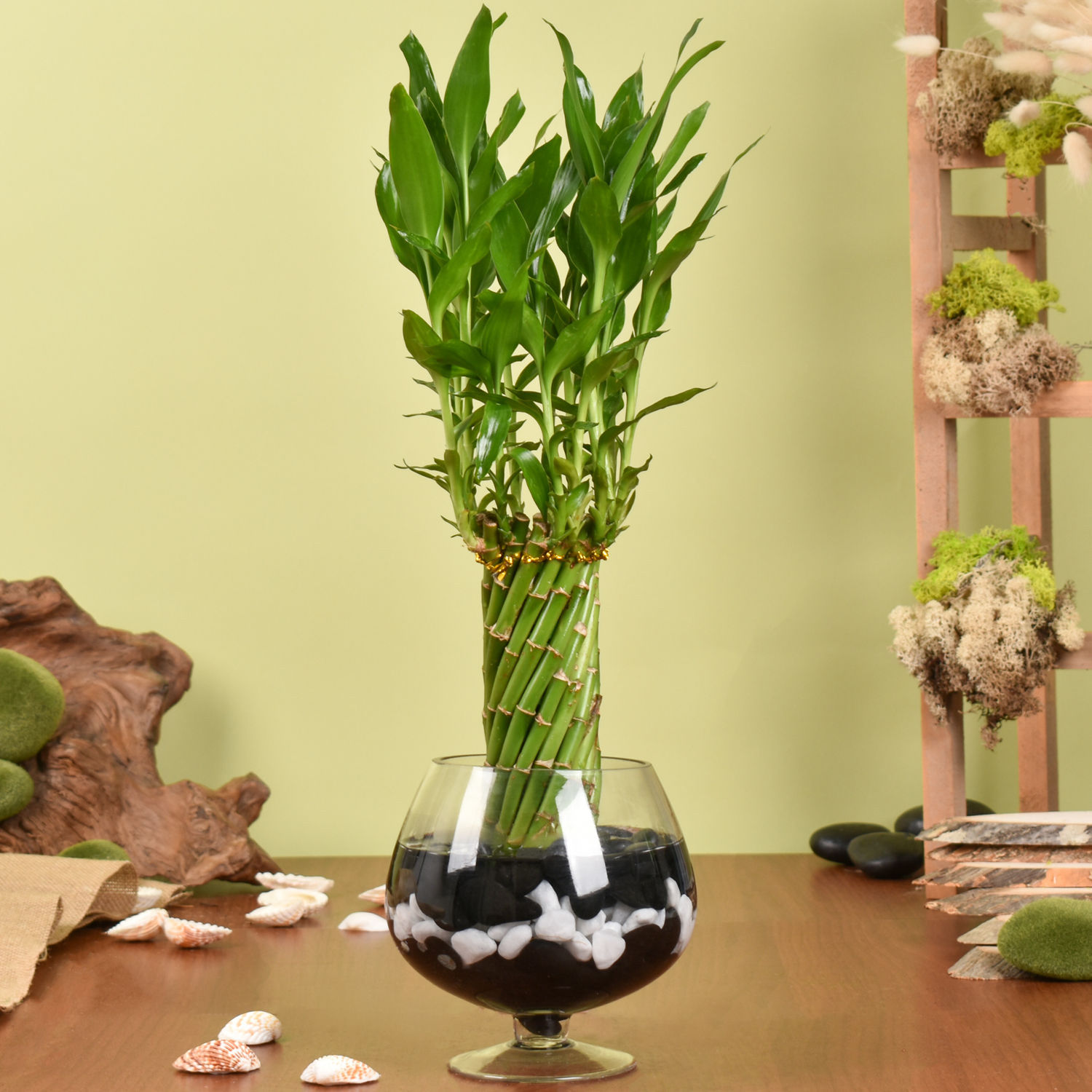 Online Small Lucky Bamboo Wheel Plant Gift Delivery in UAE FNP