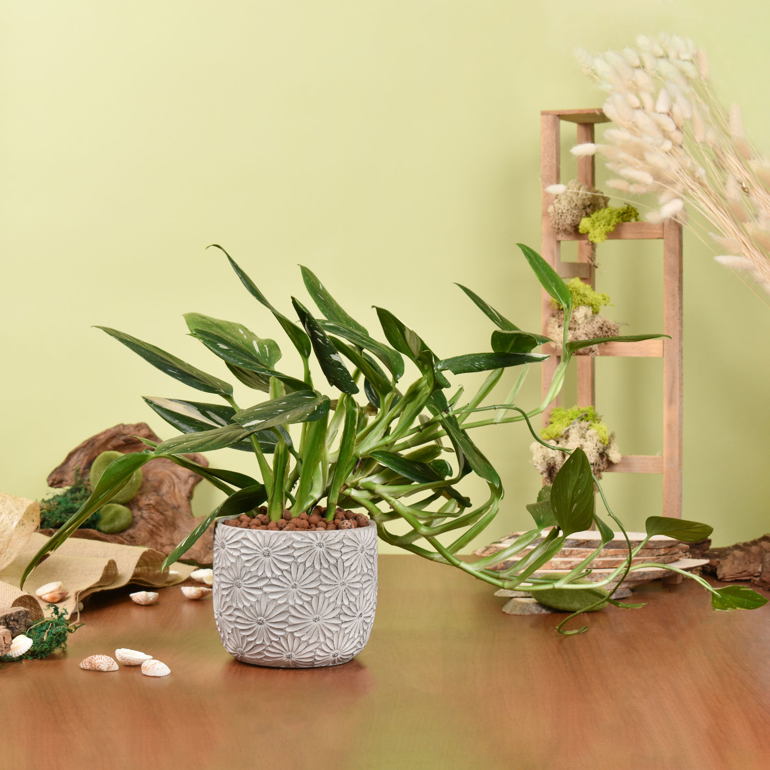 Online Air Purifying Medium Philodendron Plant Gift Delivery in UAE FNP