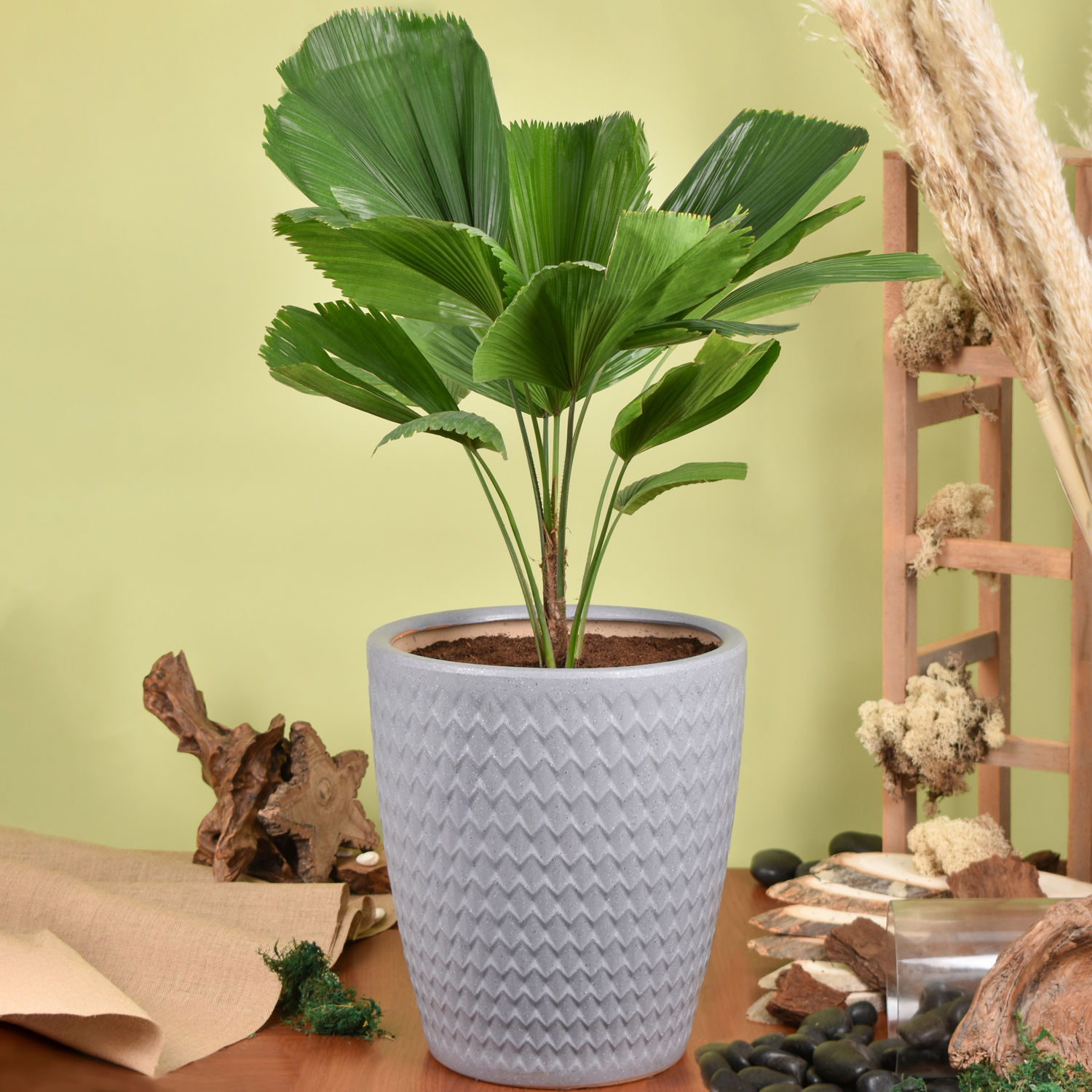 Online Decorative Fiji Fan Palm Plant Gift Delivery in UAE FNP