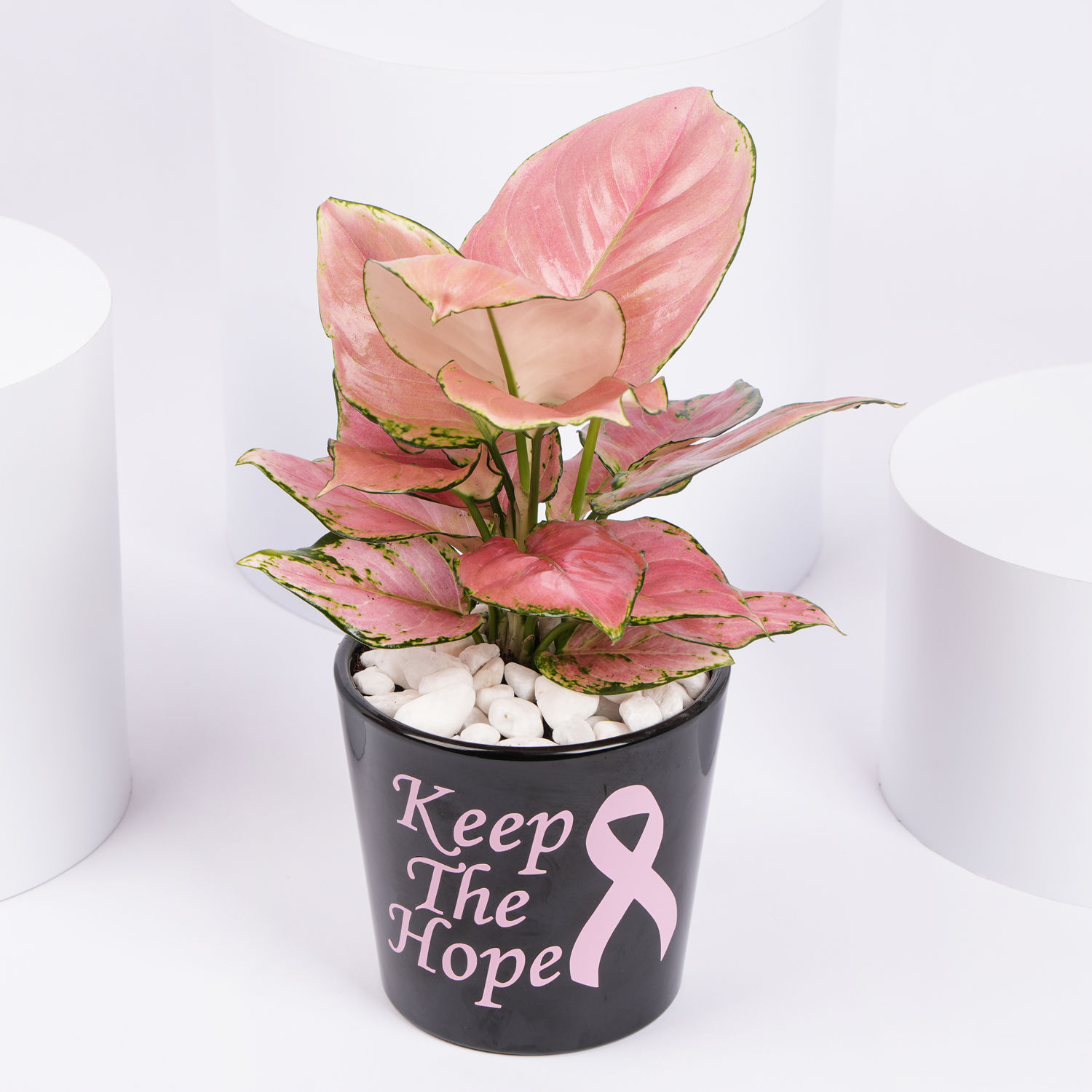 Online Keep The Hope Pink Ribbon Theme Plant Gift Delivery in UAE FNP