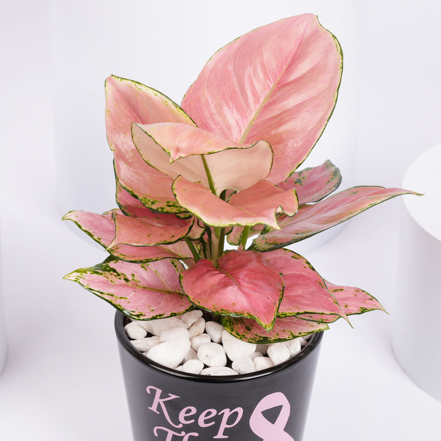 Online Keep The Hope Pink Ribbon Theme Plant Gift Delivery in UAE FNP