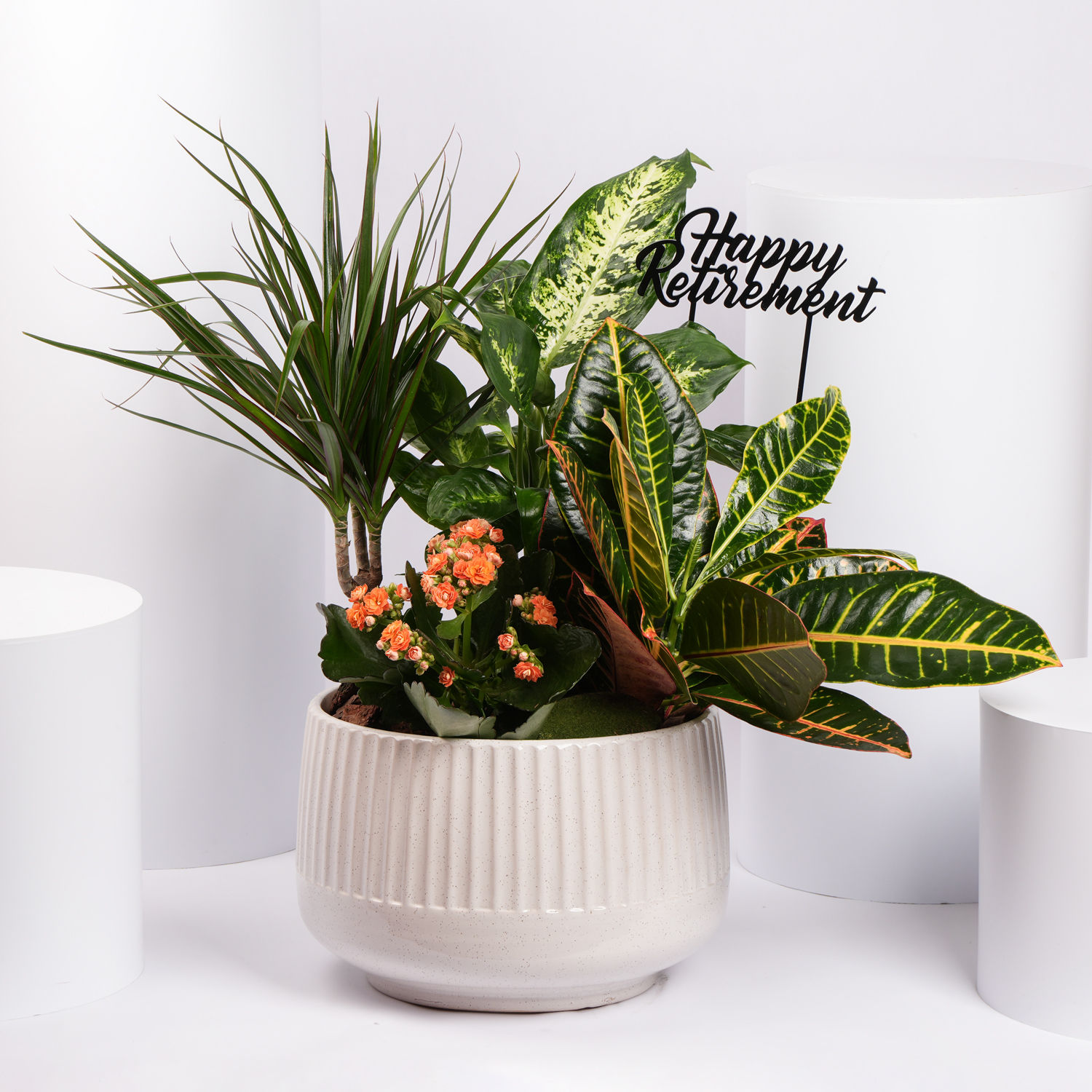 Online Retirement Wishes Plants Garden Gift Delivery in UAE FNP