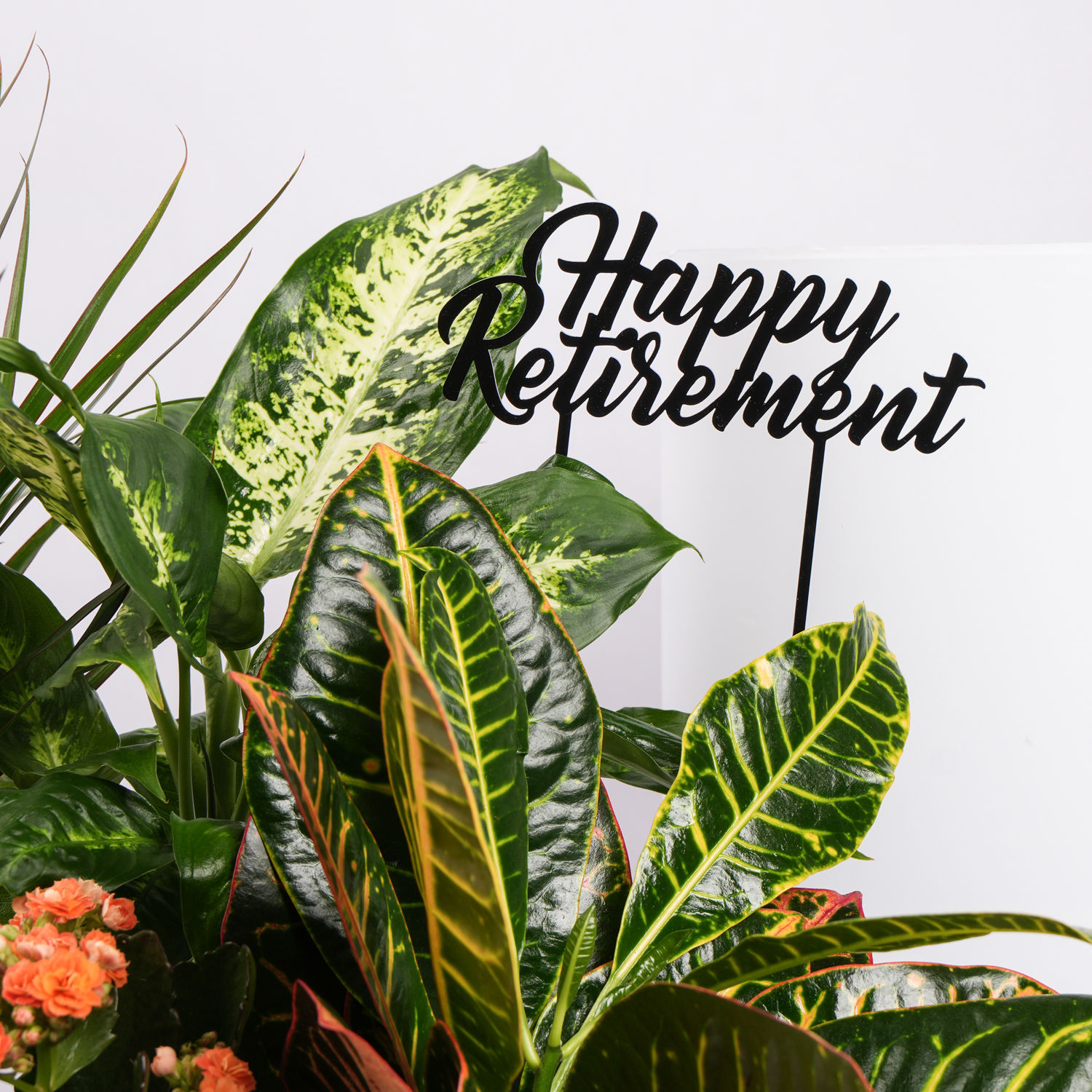 Online Retirement Wishes Plants Garden Gift Delivery in UAE FNP